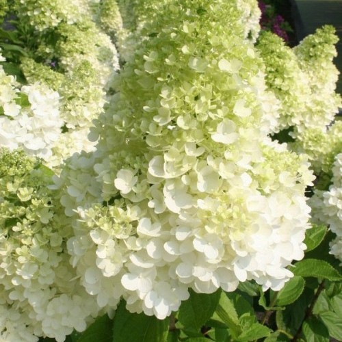 Гортензия метельчатая Кенделайт штамб 110-120